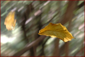 foglie al vento