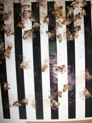 plodia interpunctella