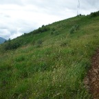 orej-3