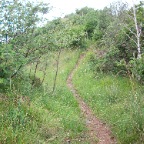 orej-7