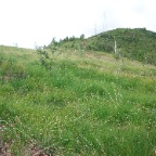orej-1